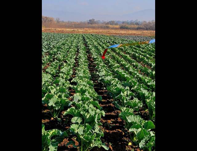 FARM FOR SALE IN BULTFONTEIN AH